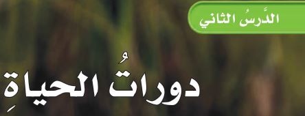 دورات الحياة